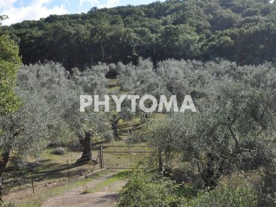 Phylaenus spumarius 
